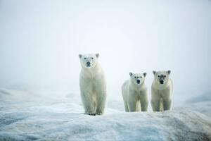 Művészeti fotózás Polar Bears in Fog, Hudson Bay, Nunavut, Canada, Paul Souders, (40 x 26.7 cm)