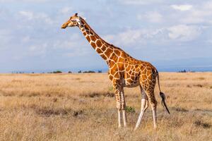 Művészeti fotózás Giraffes in the savannah, Kenya, Anton Petrus, (40 x 26.7 cm)