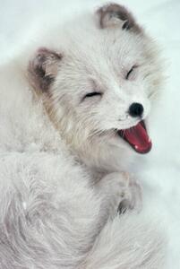 Fotográfia Arctic Fox Yawning in Snow, Richard Hamilton Smith, (26.7 x 40 cm)
