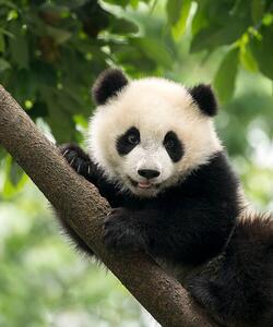 Művészeti fotózás Giant Panda baby cub in Chengdu area, China, Alatom, (35 x 40 cm)