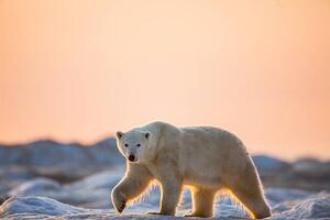 Fotográfia Polar Bear on Sea Ice, Hudson Bay, Nunavut, Canada, Paul Souders, (40 x 26.7 cm)
