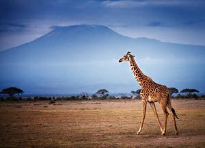 Művészeti fotózás Giraffe Walking in Front of Mount, Vicki Jauron, Babylon and Beyond Photography, (40 x 30 cm)