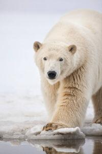 Fotográfia Polar bear portrait., Patrick J. Endres, (26.7 x 40 cm)