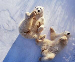 Fotográfia Polar bears lying on backs,, George Lepp, (40 x 35 cm)