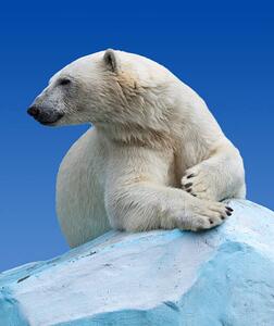 Fotográfia Polar bear on a rock against blue sky, JackF, (35 x 40 cm)