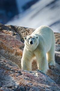 Művészeti fotózás Male Polar Bear, Peter Orr Photography, (26.7 x 40 cm)