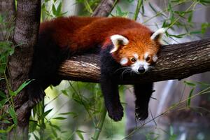 Fotográfia Red panda, Marianne Purdie, (40 x 26.7 cm)