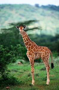 Művészeti fotózás Reticulated Giraffe, Serengeti Nat. Park, Tanzania, Art Wolfe, (26.7 x 40 cm)