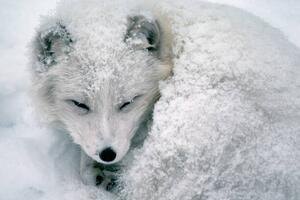 Művészeti fotózás Arctic Fox Sleeping in Snow, Richard Hamilton Smith, (40 x 26.7 cm)