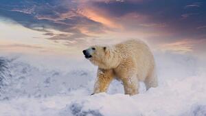 Művészeti fotózás Polar Bear enjoy playing in, chuchart duangdaw, (40 x 22.5 cm)