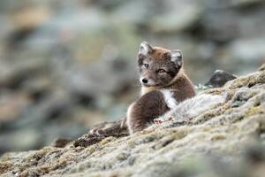 Művészeti fotózás Arctic fox in natural environment in Svalbard, Mats Brynolf, (40 x 26.7 cm)