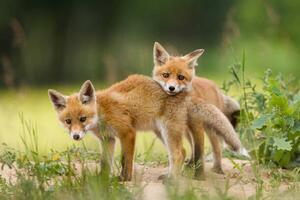 Fotográfia Adorable baby fox pups playing, DamianKuzdak, (40 x 26.7 cm)
