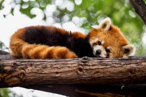 Fotográfia Red panda in a tree, Mark Chivers, (40 x 26.7 cm)
