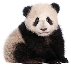 Fotográfia A six month old giant panda on a white background, GlobalP, (40 x 35 cm)