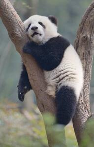 Fotográfia A young panda sleeps on the branch of a tree, All copyrights belong to Jingying Zhao, (24.6 x 40 cm)