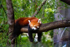 Fotográfia Red panda, Marianne Purdie, (40 x 26.7 cm)