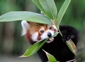 Fotográfia red panda, Freder, (40 x 30 cm)