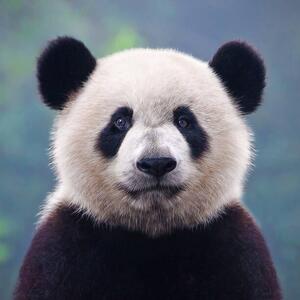 Fotográfia Closeup shot of a giant panda bear, Hung_Chung_Chih, (40 x 40 cm)