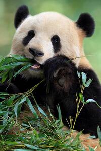 Művészeti fotózás Cute Panda, TianYuanOnly, (26.7 x 40 cm)