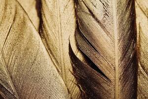 Illusztráció Close-up of Gold Leaf Feathers, Adrienne Bresnahan