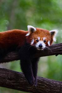 Fotográfia Red panda, Marianne Purdie, (26.7 x 40 cm)