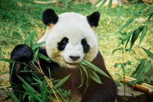 Művészeti fotózás Panda eating bamboo, Nuno Tendais, (40 x 26.7 cm)