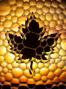 Illusztráció Maple leaf bubbles, Don Farrall, (30 x 40 cm)