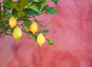 Művészeti fotózás lemon tree near red wall, Grant Faint, (40 x 30 cm)