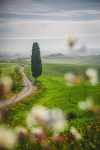 Fotográfia Tuscany landscape view of green hills, serts, (26.7 x 40 cm)
