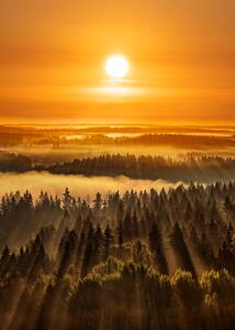 Fotográfia Golden beautiful foggy forest sunbeams, Aulanko,, Milamai, (30 x 40 cm)