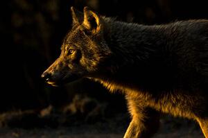 Fotográfia Wolf in Golden Light, Chad Graham, (40 x 26.7 cm)