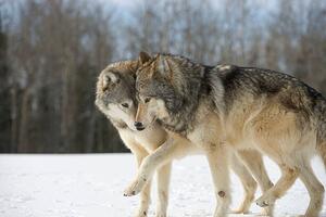 Művészeti fotózás Wolves (Canis lupus) nuzzling in snow, side view, John Giustina, (40 x 26.7 cm)