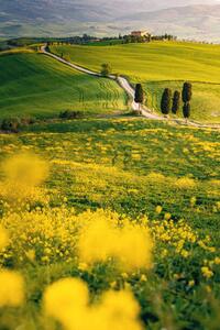 Művészeti fotózás Tuscany, springtime in the afternoon. Path,, Francesco Riccardo Iacomino, (26.7 x 40 cm)