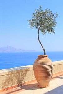 Fotográfia Olive tree growing in a pot, itsabreeze photography, (26.7 x 40 cm)