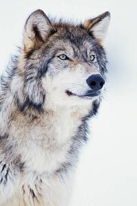 Fotográfia Winter Timber Wolf, David A. Northcott, (26.7 x 40 cm)