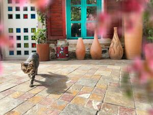 Fotográfia Cute domestic cat by house front door, imagedepotpro, (40 x 30 cm)