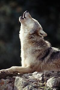 Művészeti fotózás Grey Wolf (Canis lupus) howling on rock, John Giustina, (26.7 x 40 cm)