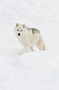 Fotográfia Arctic wolf walking on snow in winter, Maxime Riendeau, (26.7 x 40 cm)