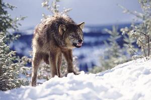Fotográfia Snarling Wolf, Terry W. Eggers, (40 x 26.7 cm)
