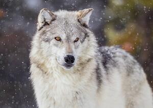 Művészeti fotózás Wolf in Winter Snow, KenCanning, (40 x 30 cm)