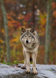 Fotográfia Timber wolf standing on a, Jim Cumming, (30 x 40 cm)