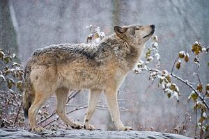 Fotográfia Easter gray wolf In winter, Copyright Michael Cummings, (40 x 26.7 cm)