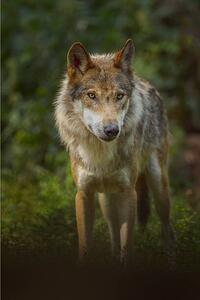 Művészeti fotózás European Gray Wolf, Canis lupus lupus, Raimund Linke, (26.7 x 40 cm)