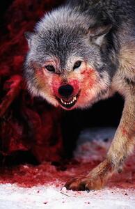 Fotográfia Grey wolf (Canis lupus) snarling over fresh kill, John Giustina, (26.7 x 40 cm)