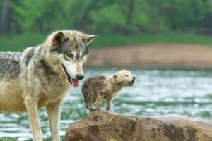Művészeti fotózás Gray Wolf pup and adult, Stan Tekiela Author / Naturalist / Wildlife Photographer, (40 x 26.7 cm)
