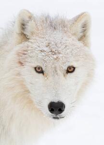 Fotográfia Arctic wolf closeup with snow on, Jim Cumming, (30 x 40 cm)