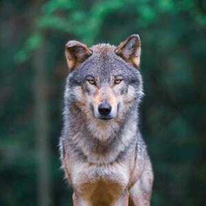 Fotográfia Grey wolf looking straight in, tilo, (40 x 40 cm)