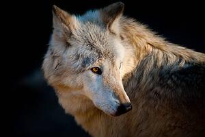 Művészeti fotózás Arctic wolf. Canis lupus arctos, Daniel Hernanz Ramos, (40 x 26.7 cm)