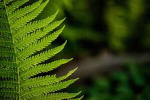 Fotográfia leaf of a fern, dbefoto