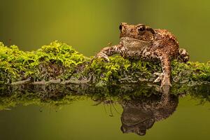 Fotográfia A common toad, MarkBridger, (40 x 26.7 cm)